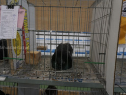 XIV Concurso Exposición de Palomas de Raza en Mula 2024